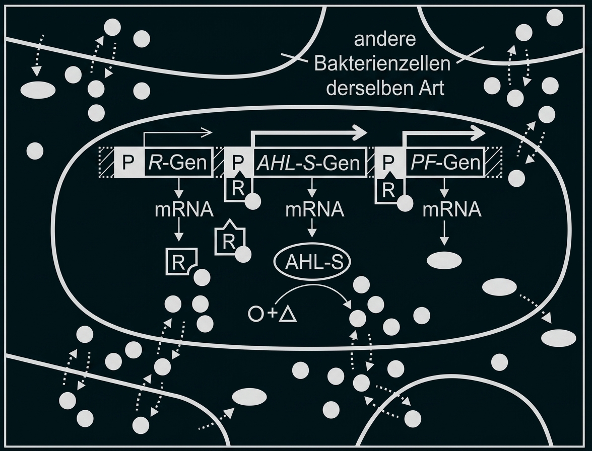 Schema einer Bakterienzelle mit Genen und Signalübertragung zwischen Zellen